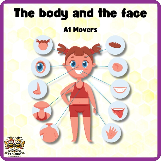 Flashcards The Body and The Face A1 Movers CEFR