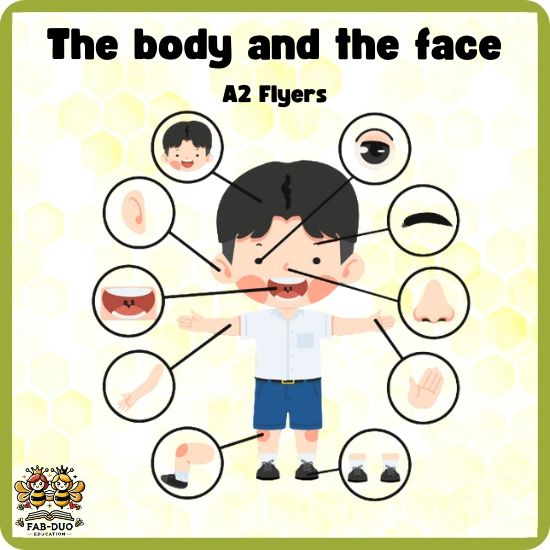 Flashcards Body and Face A2 Flyers